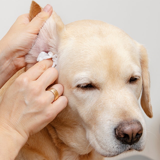A labrador retriever is having his ears cleaned.