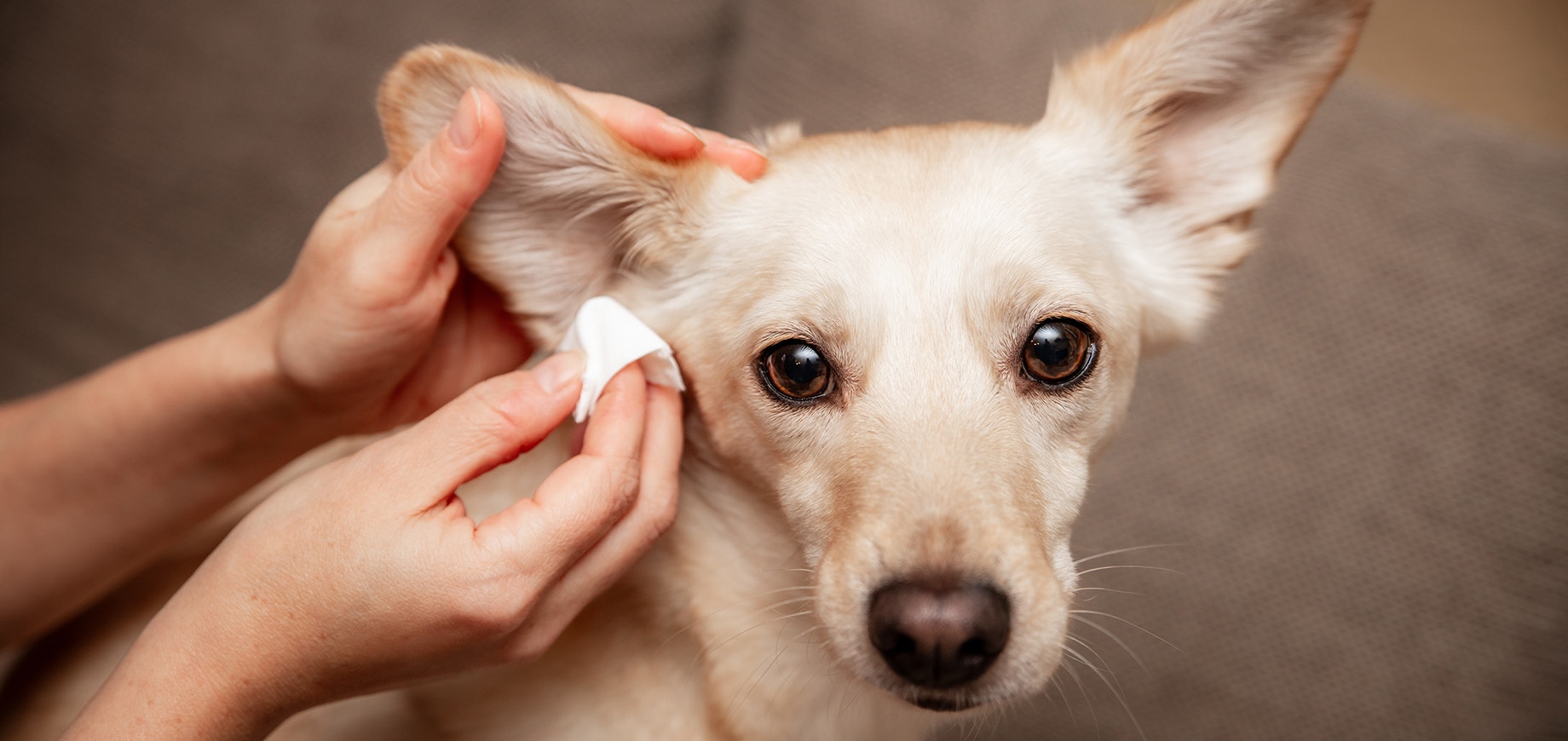 dog's ear being cleaned