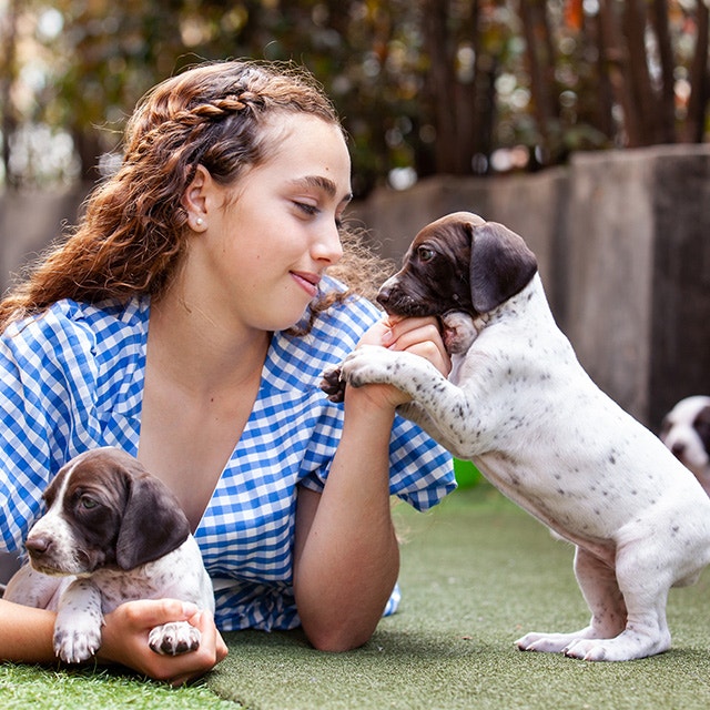 Young girl having fun with her small French Braque puppies