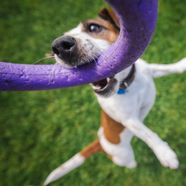 Jack Russell Terrier jumps up with determination, biting a purple ring toy during an energetic outdoor play session on green grass.