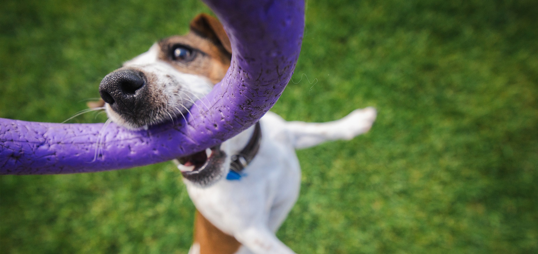 Jack Russell Terrier jumps up with determination, biting a purple ring toy during an energetic outdoor play session on green grass.