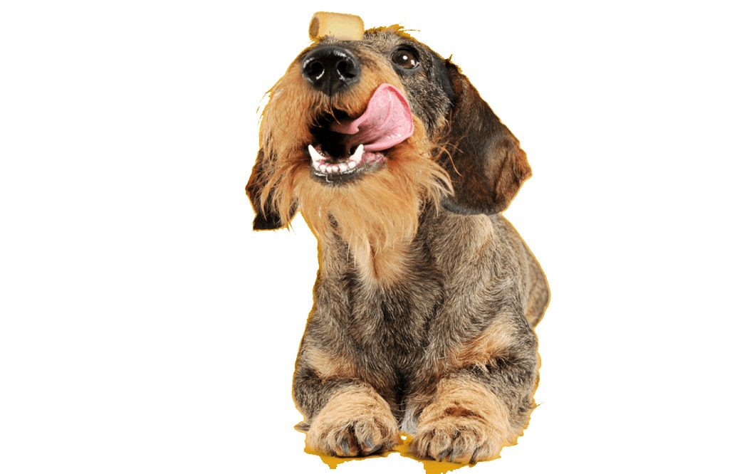 Every dog deserves a loving home™​