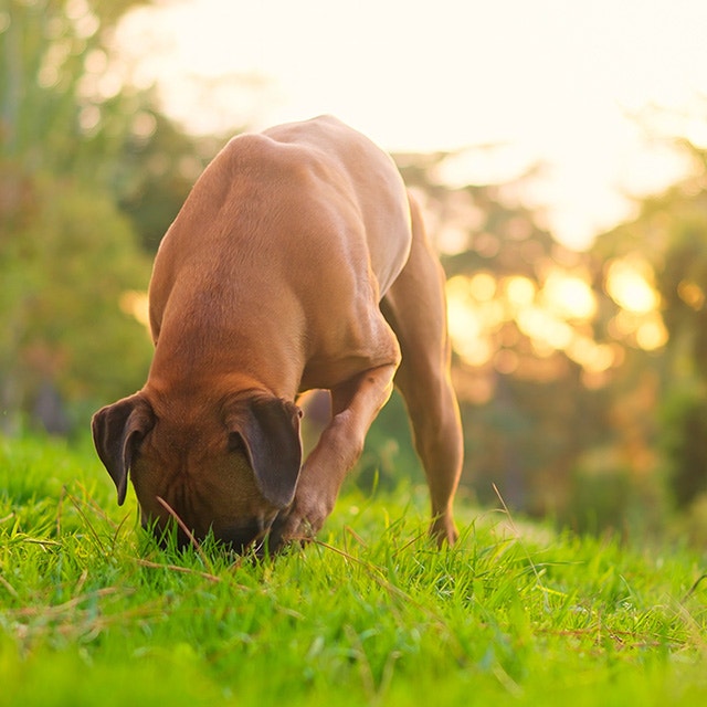 Dog sniffing ground in vibrant green grass with warm glowing sunlight