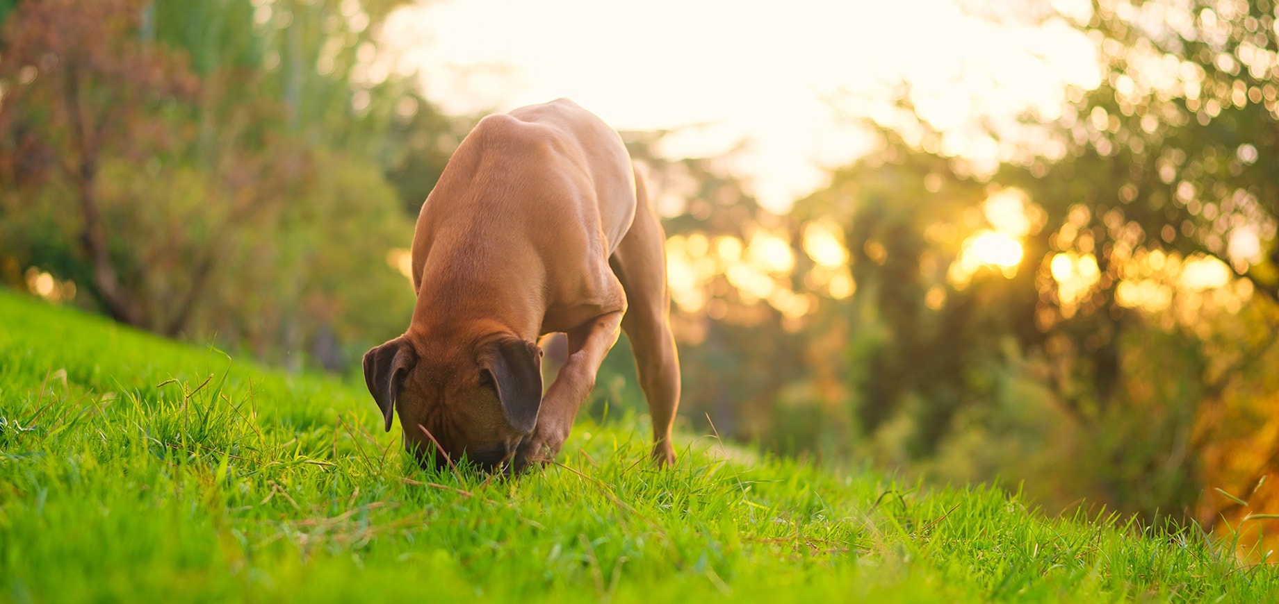 Dog sniffing ground in vibrant green grass with warm glowing sunlight