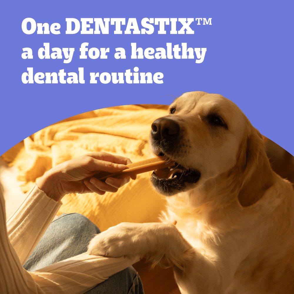 PEDIGREE DENTASTIX Daily Dental Chews Medium Dog 105 Sticks, 56 Sticks, 28 Sticks Chicken & Beef