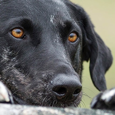 Rehoming or adopting a rescue dog