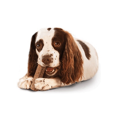 Protect Your Dog's Teeth