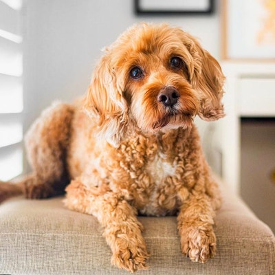 Dog Chews For Dog Dental Care