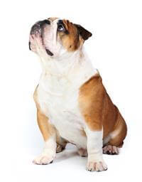 British bulldog food store