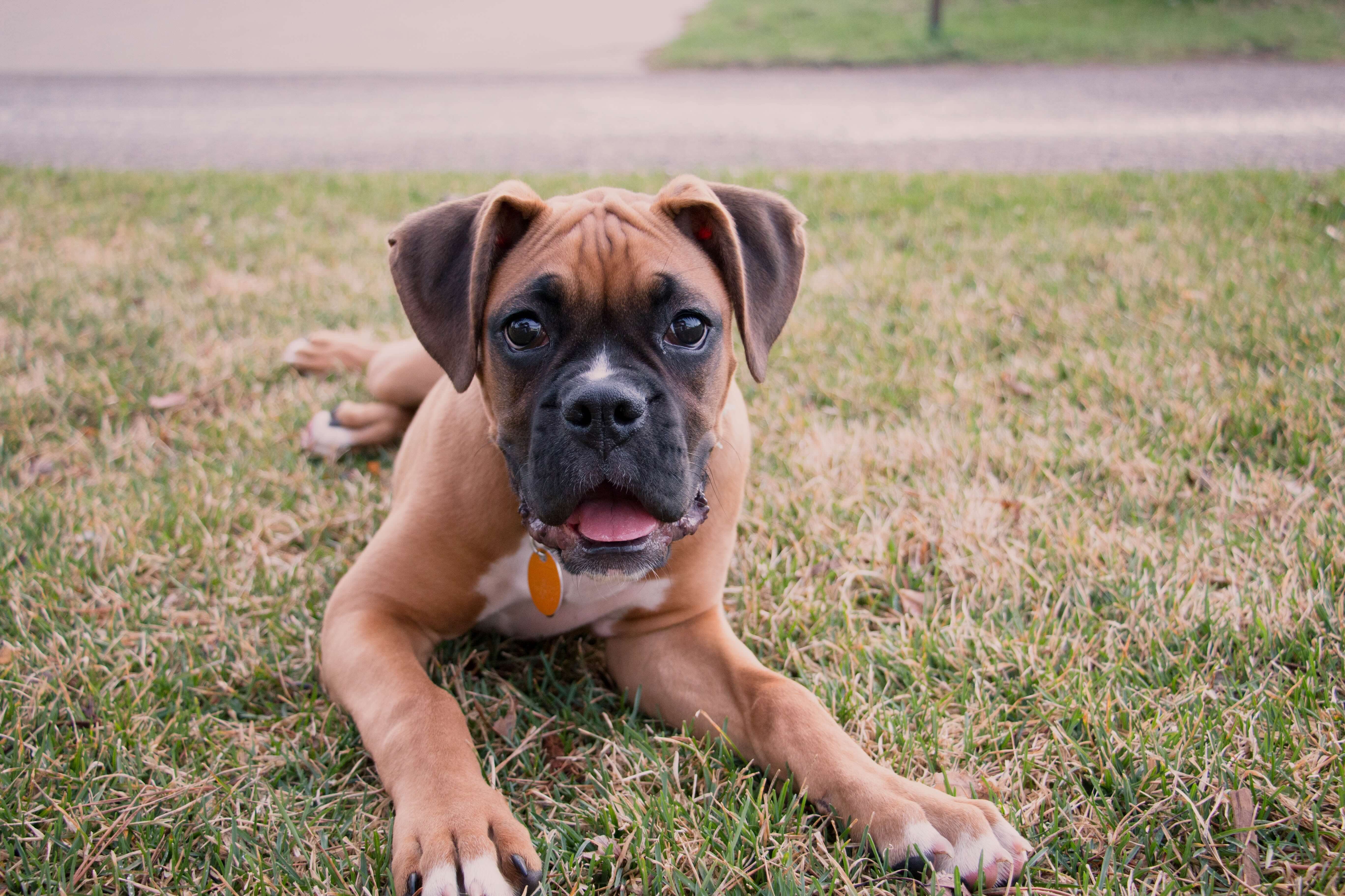 boxer dog lying on grass