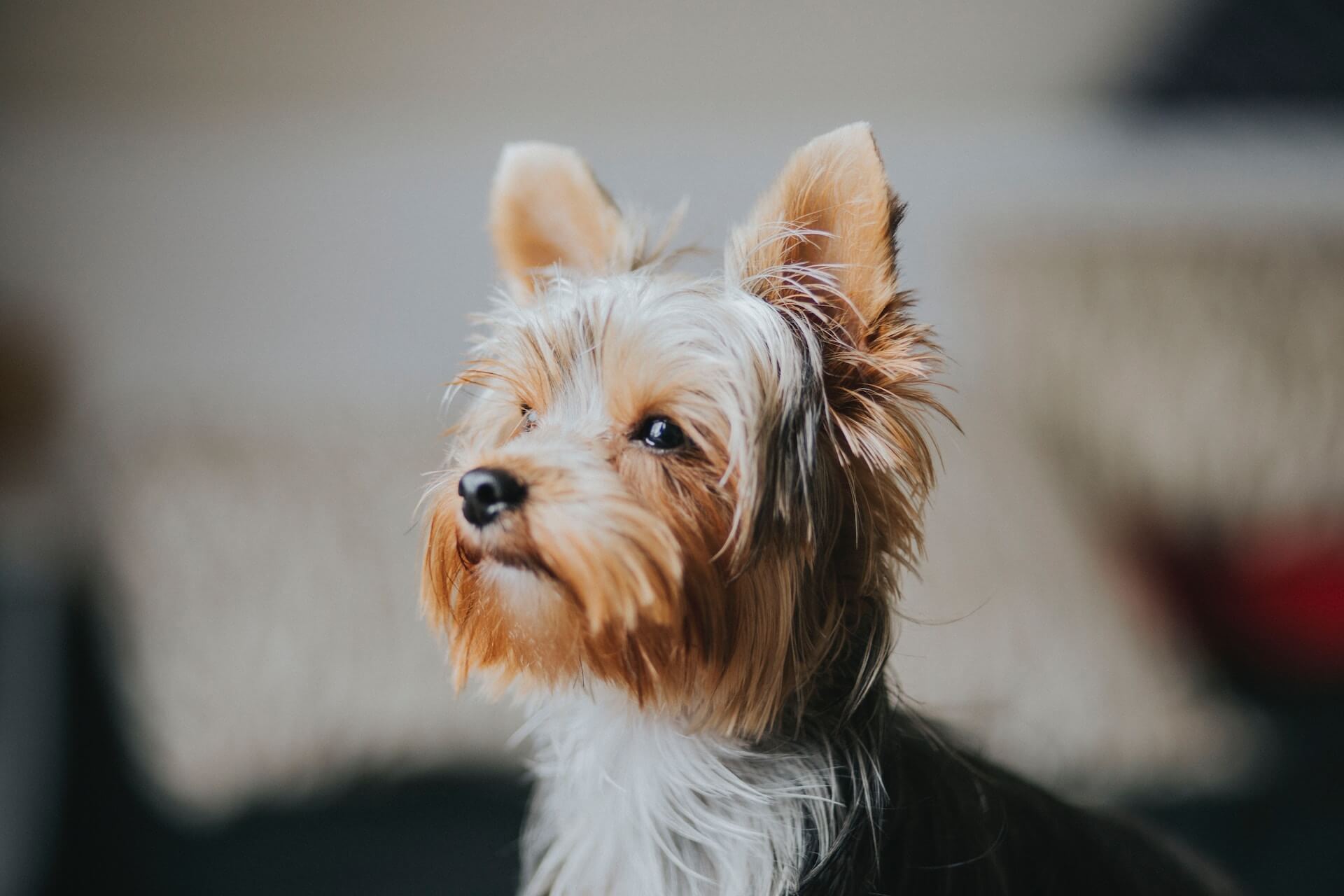 a Yorkshire Terrier dog looking ahead