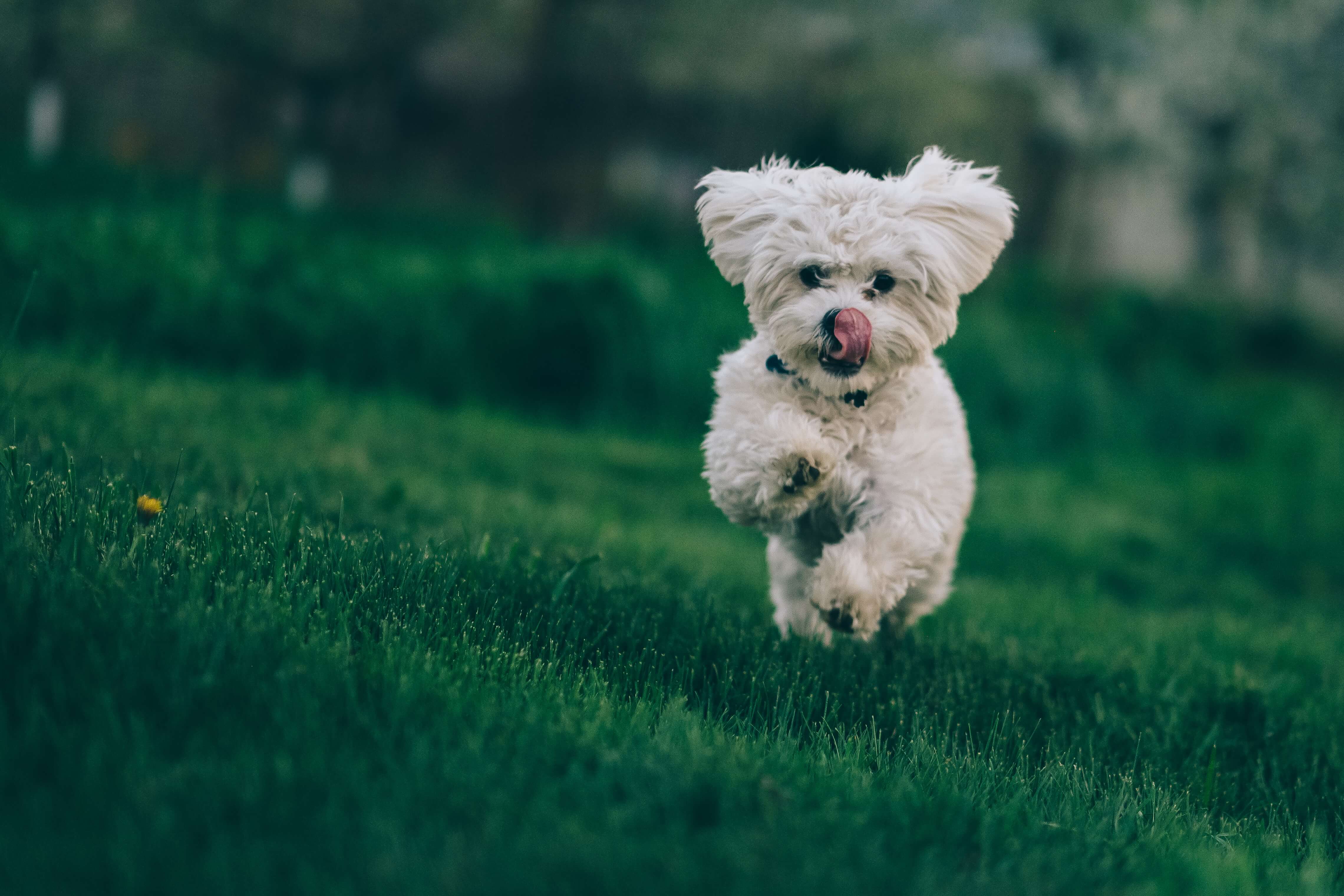 bichon frise dog running through green grass