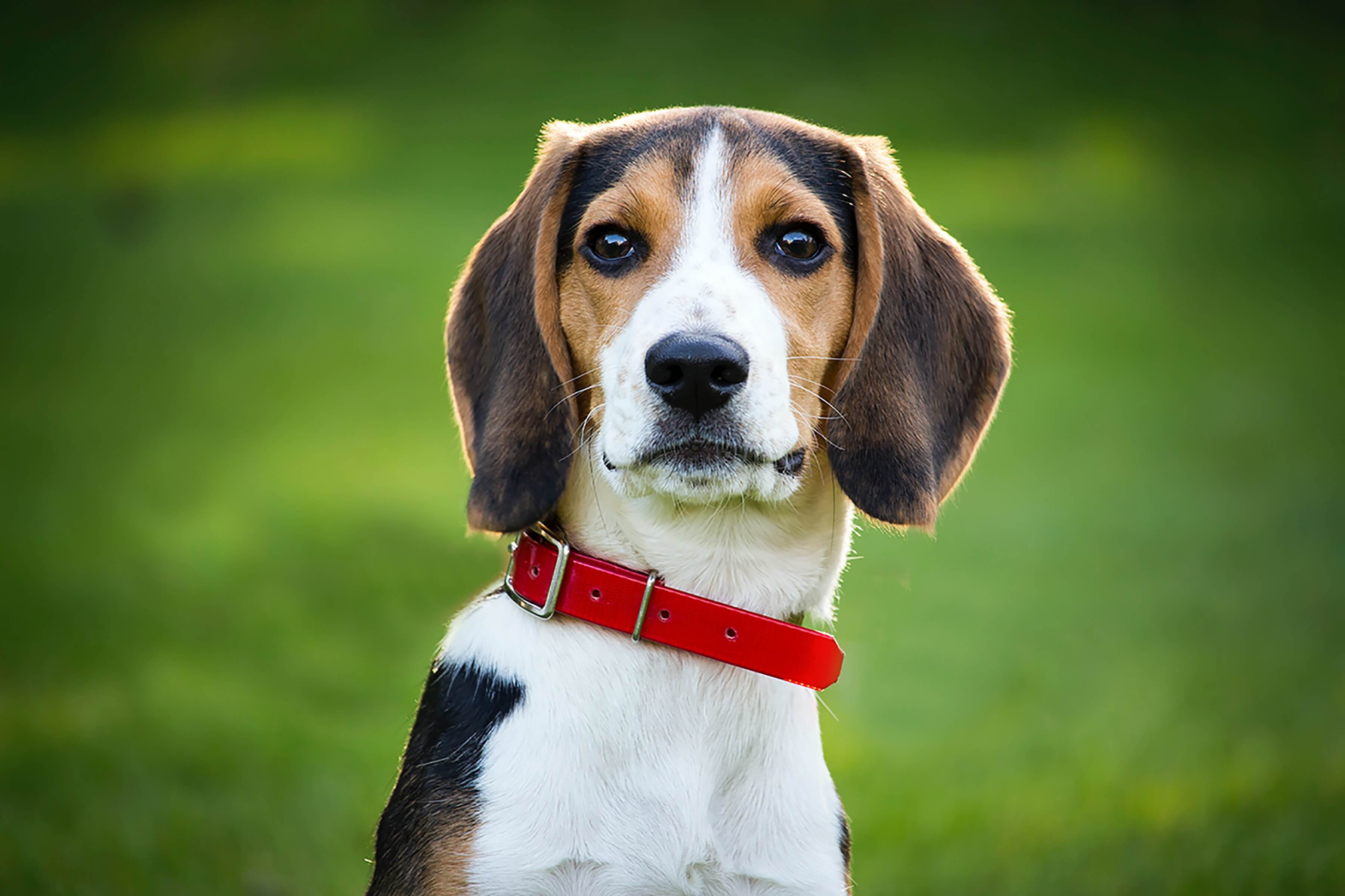 beagle dog against green grass