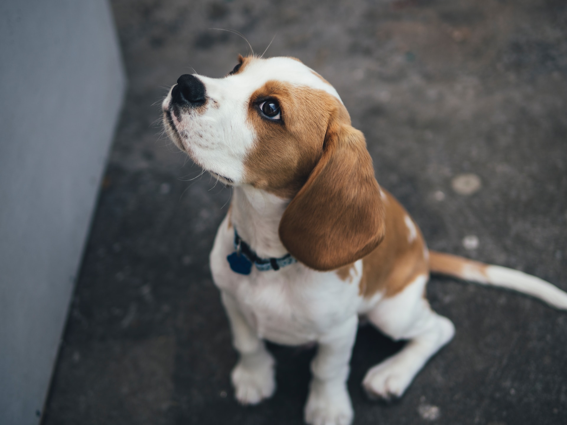 a Beagle dog sitting on the ground looking up