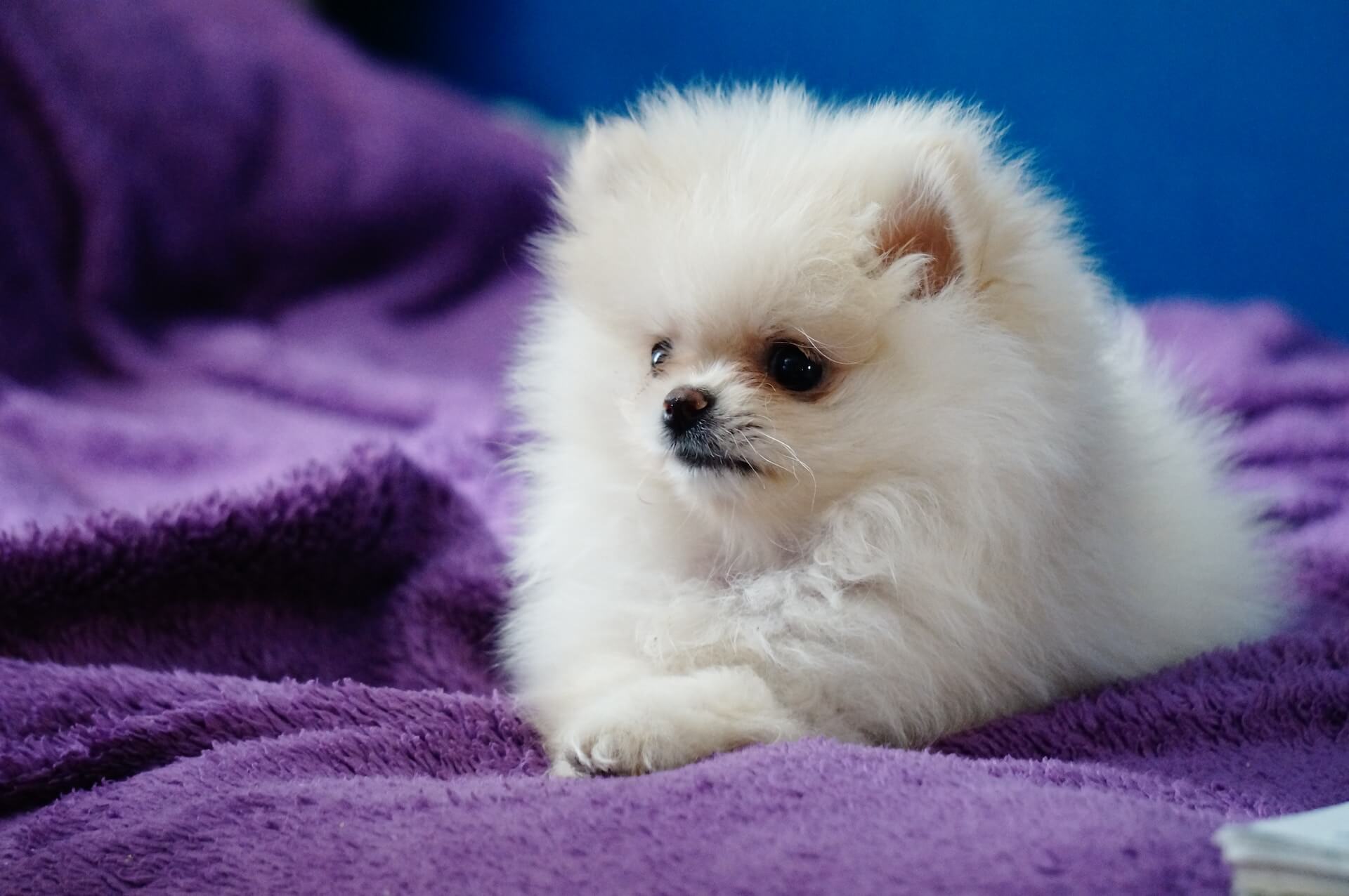 a small white Pomeranian puppy lying on a purple blanket