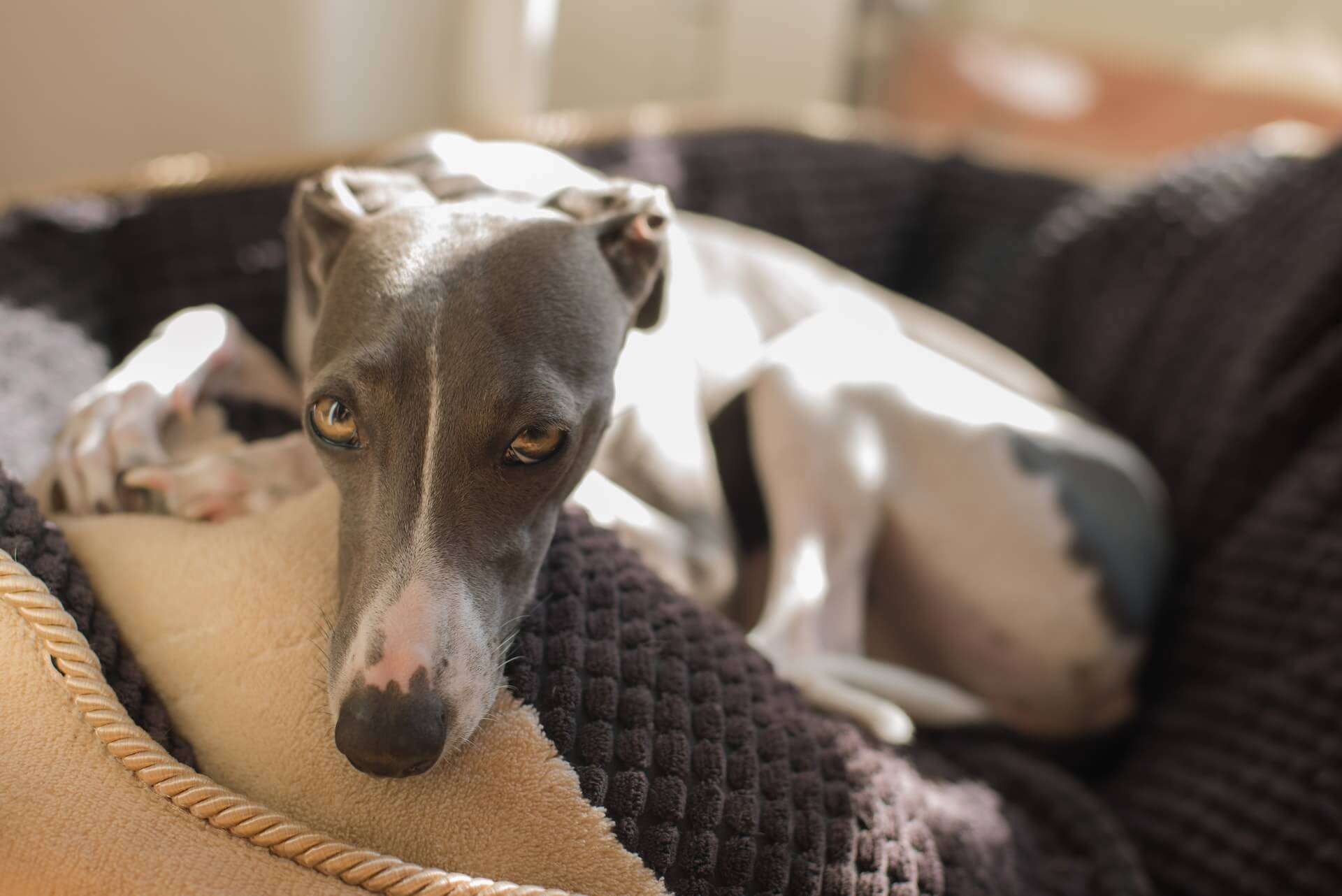 an Italian greyhound lying on bed
