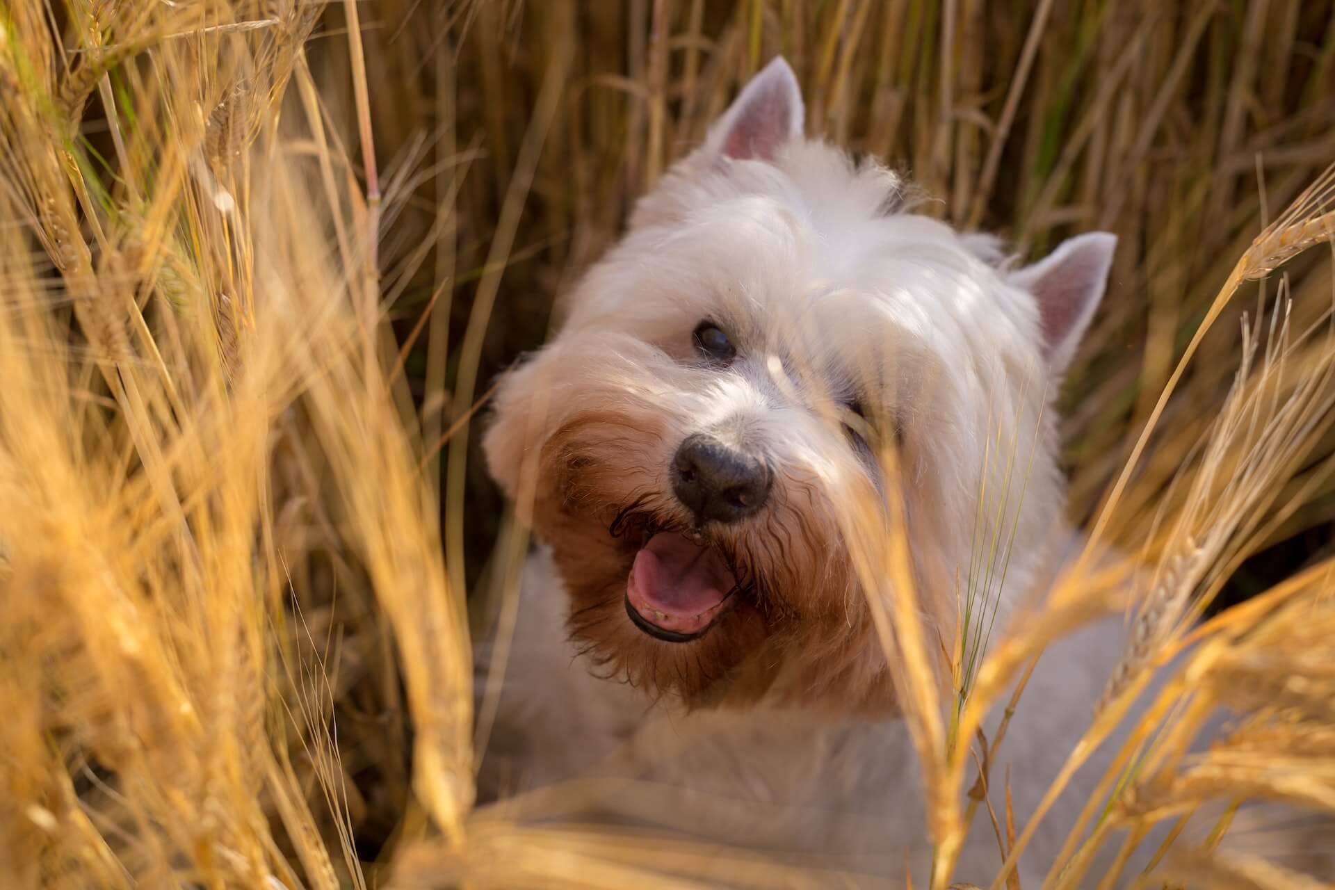 a cairn terrier dog in tall yellow grass
