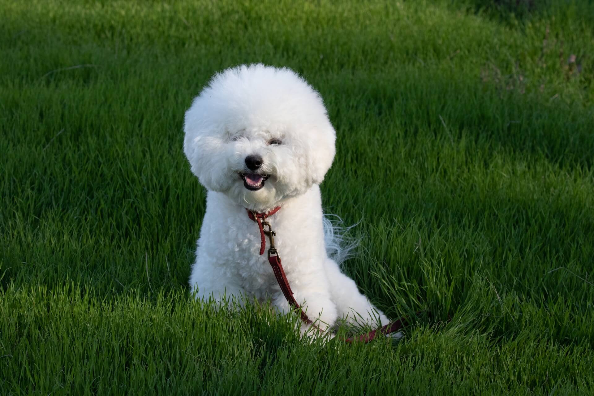 bichon frise dog on the grass