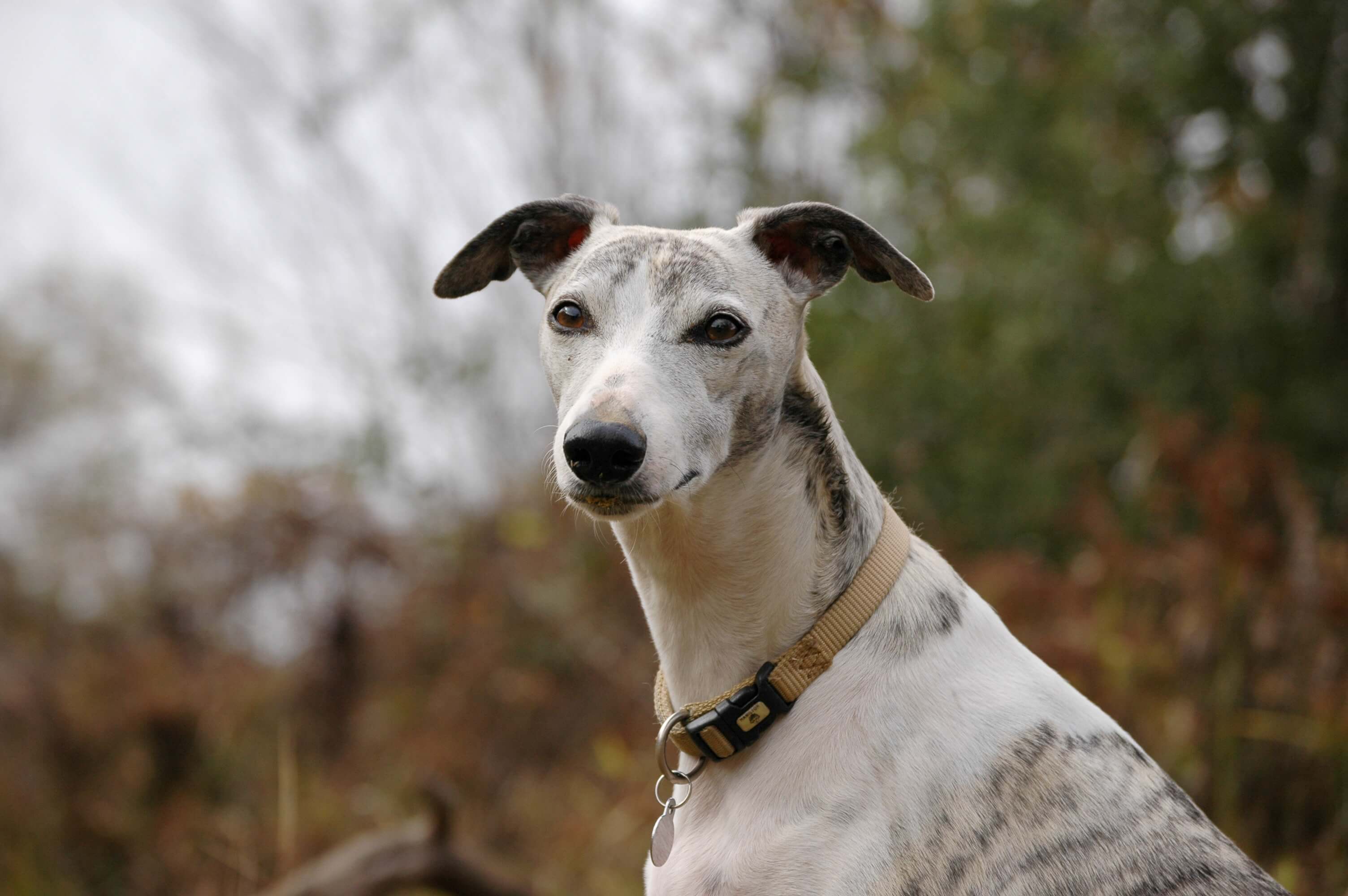 White and brown whippet dog
