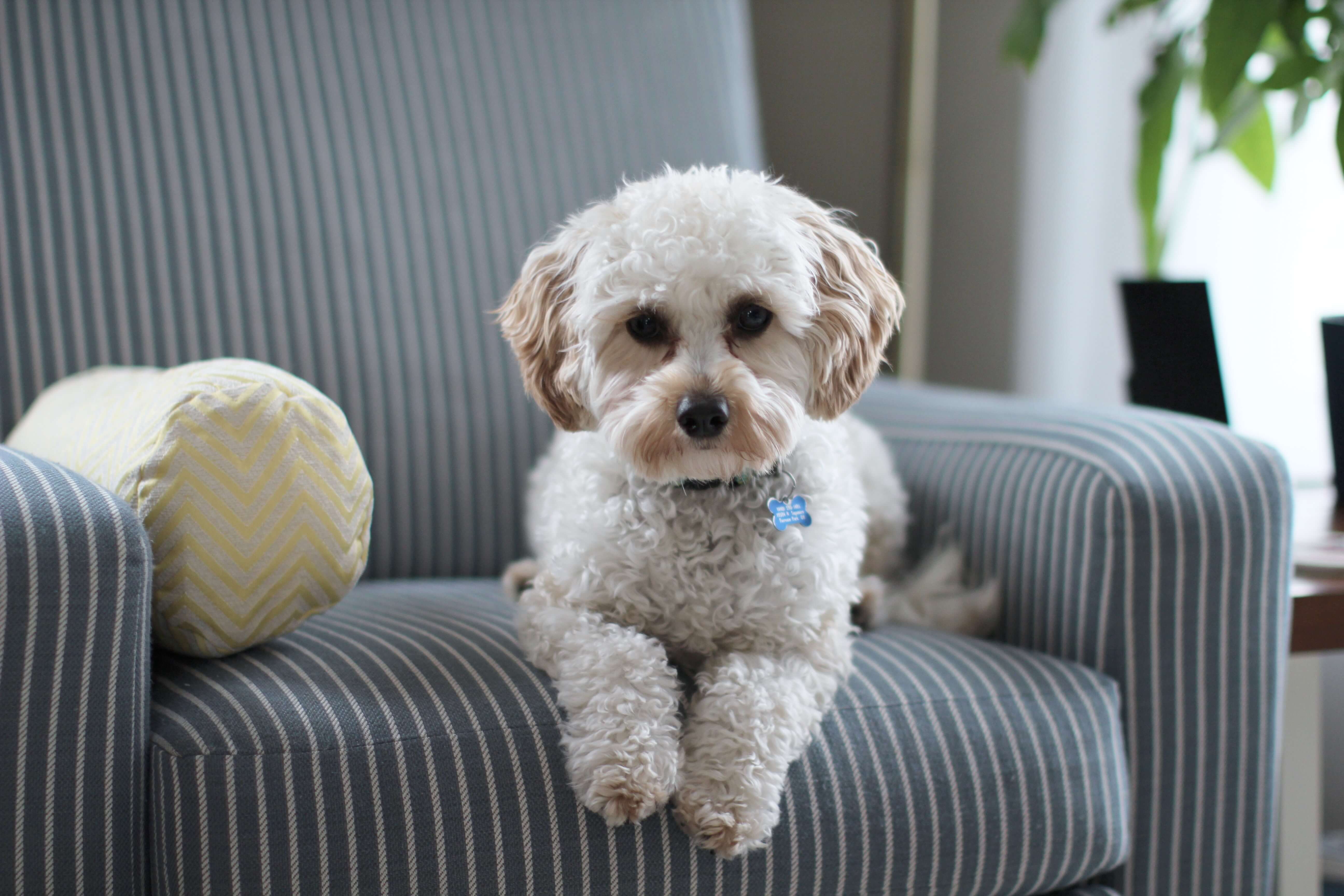 Shih Tzu puppy sitting on sofa