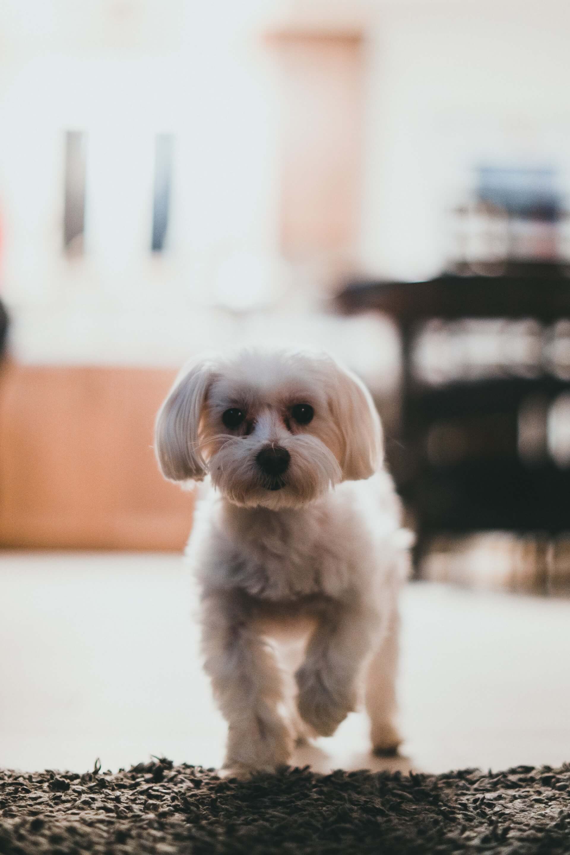 maltese dog walking toward the camera