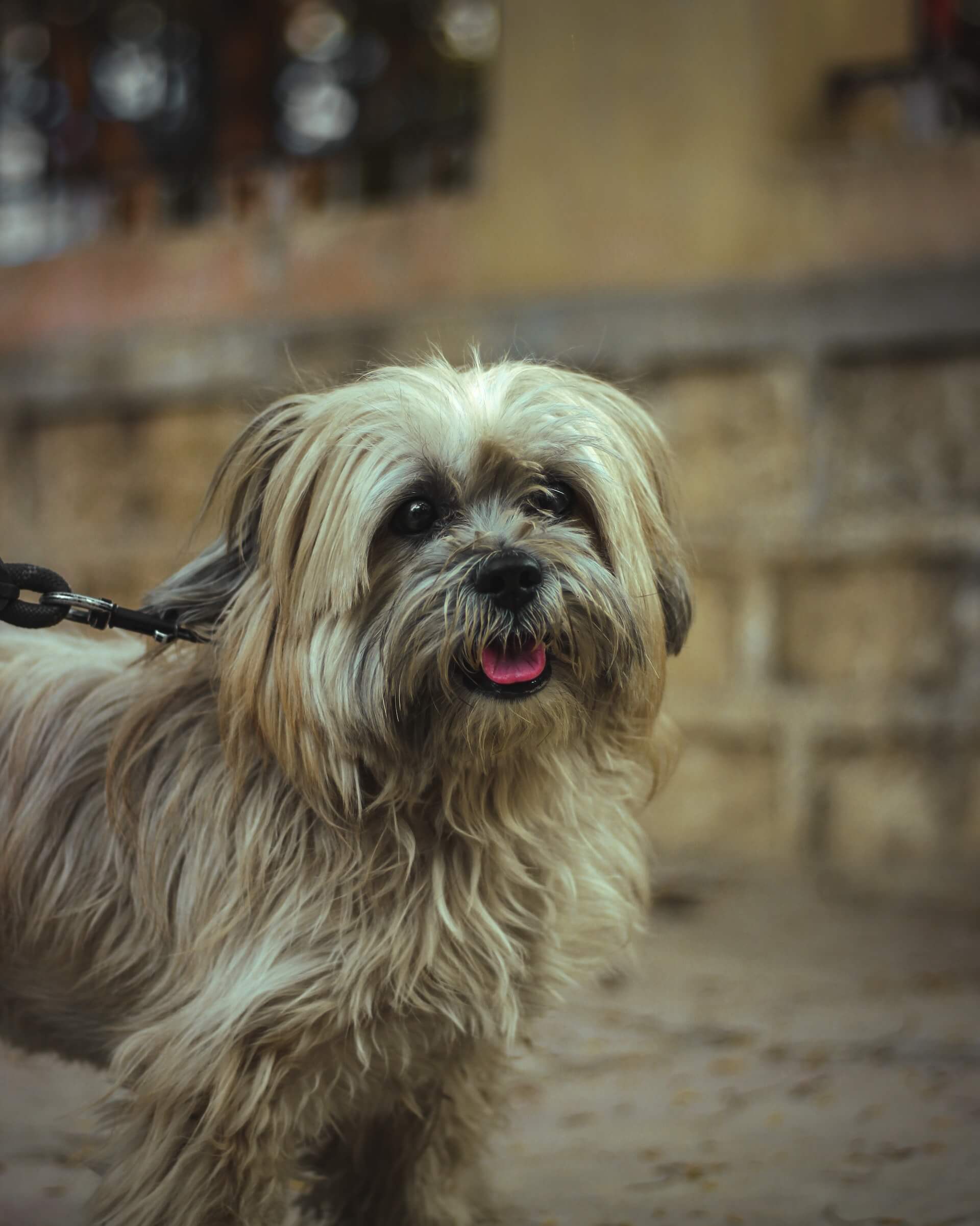 lhasa apso dog close up