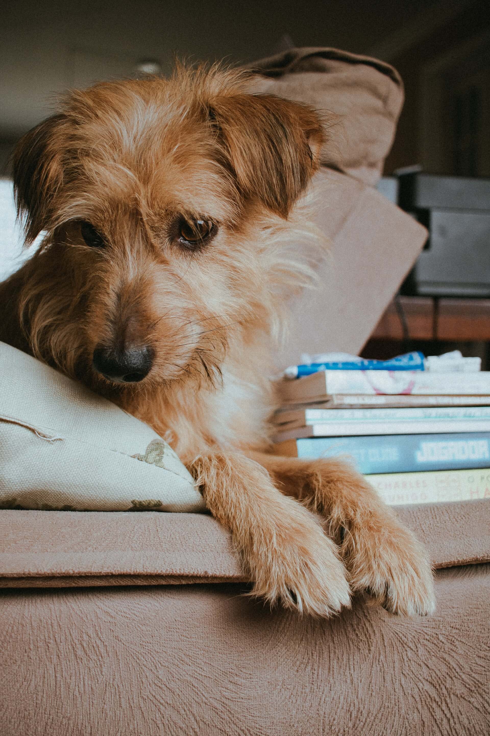 norfolk terrier resting on a surface next to a stack of books