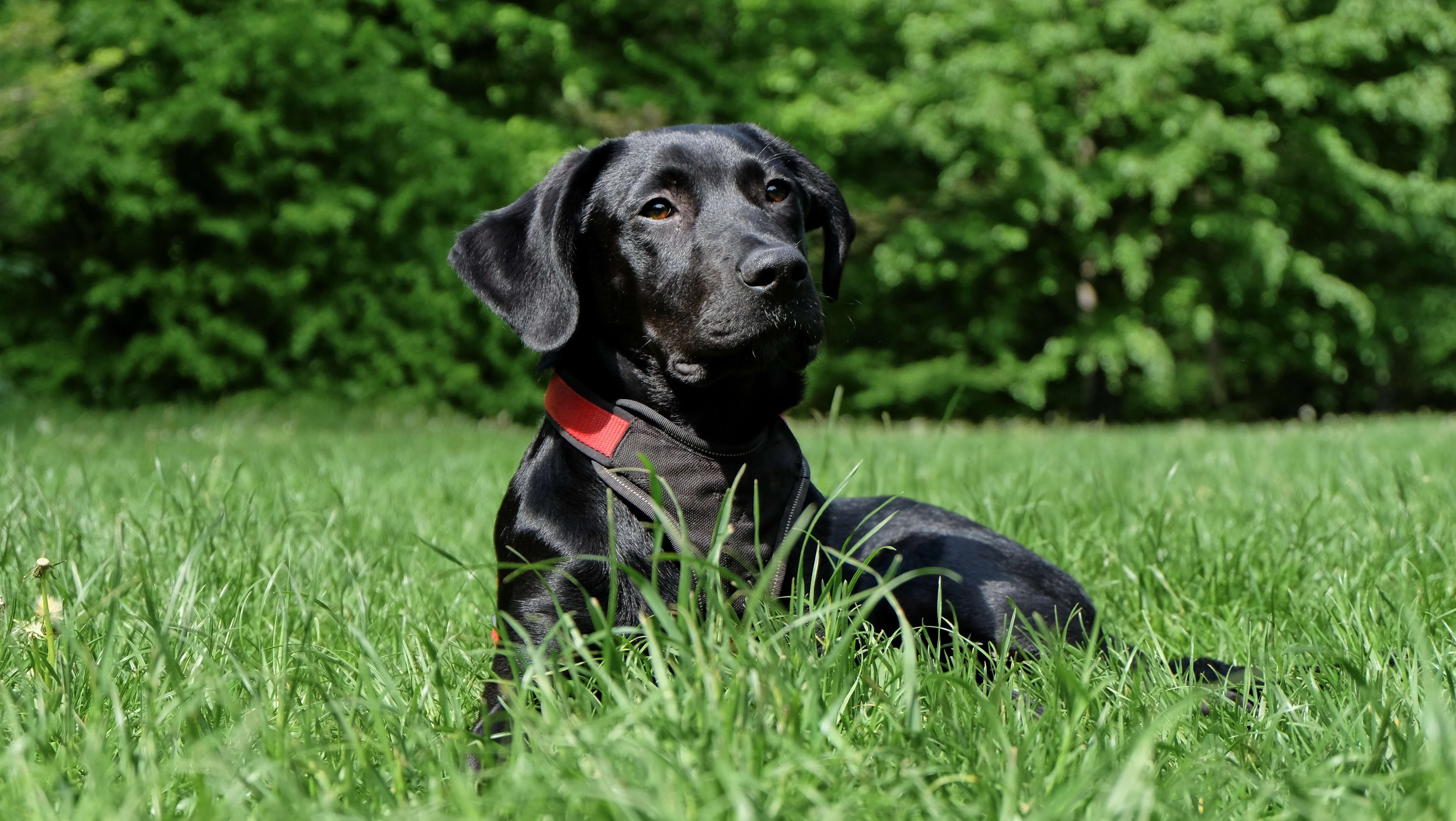 Black labrador dog laying on green grass