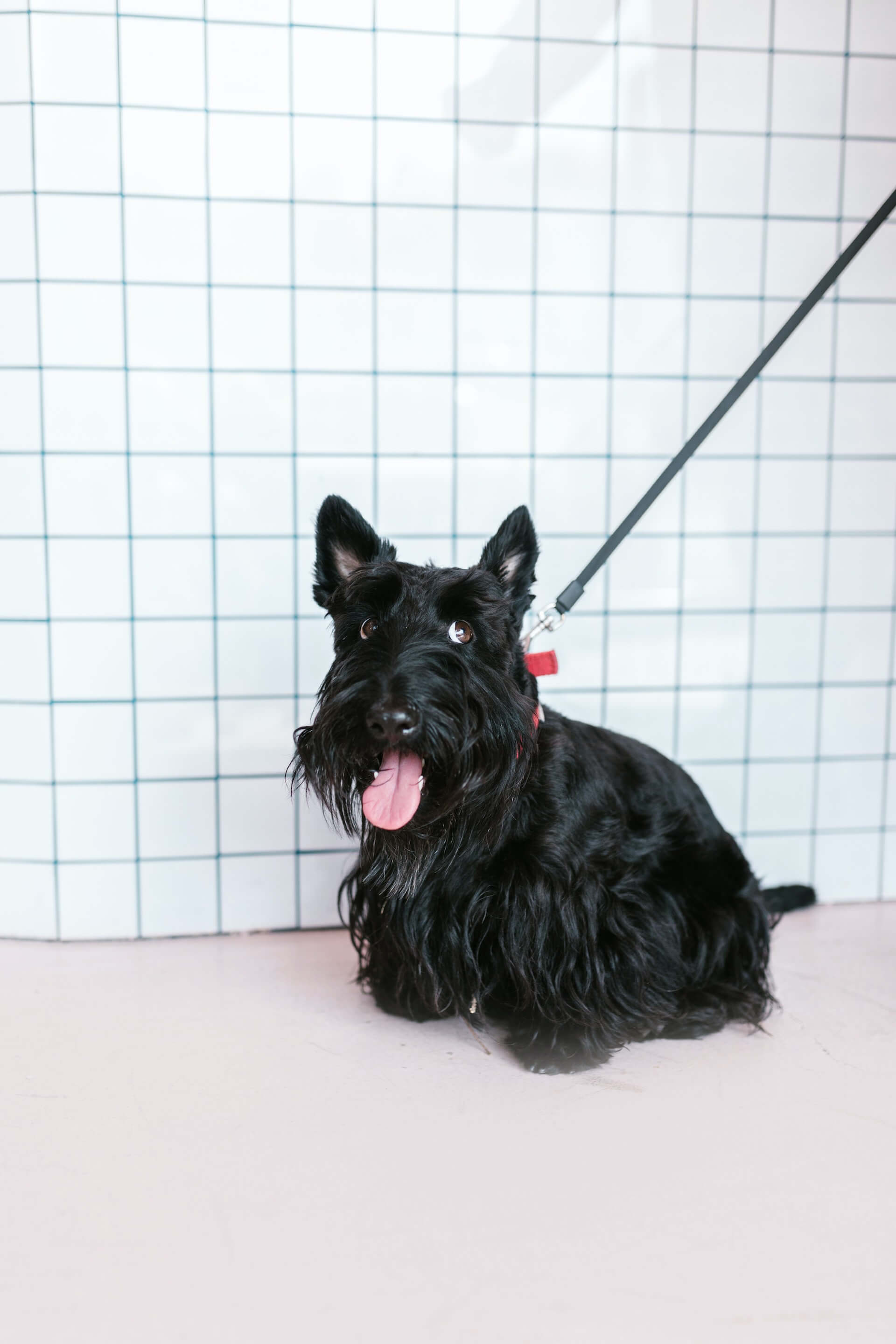 scottish terrier on a lead against a background of white tiles