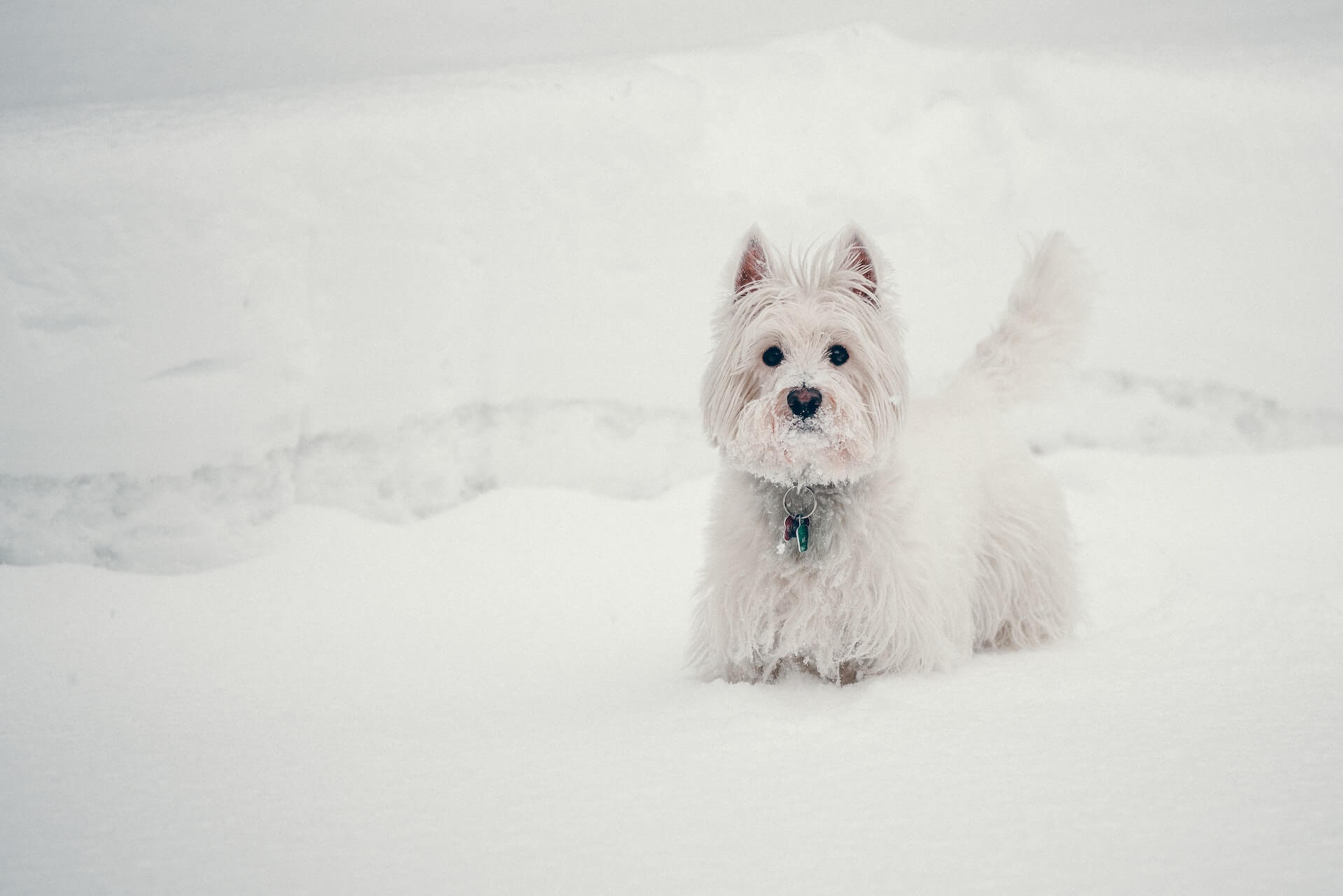 West Highland White Terrier against a snowy backdrop