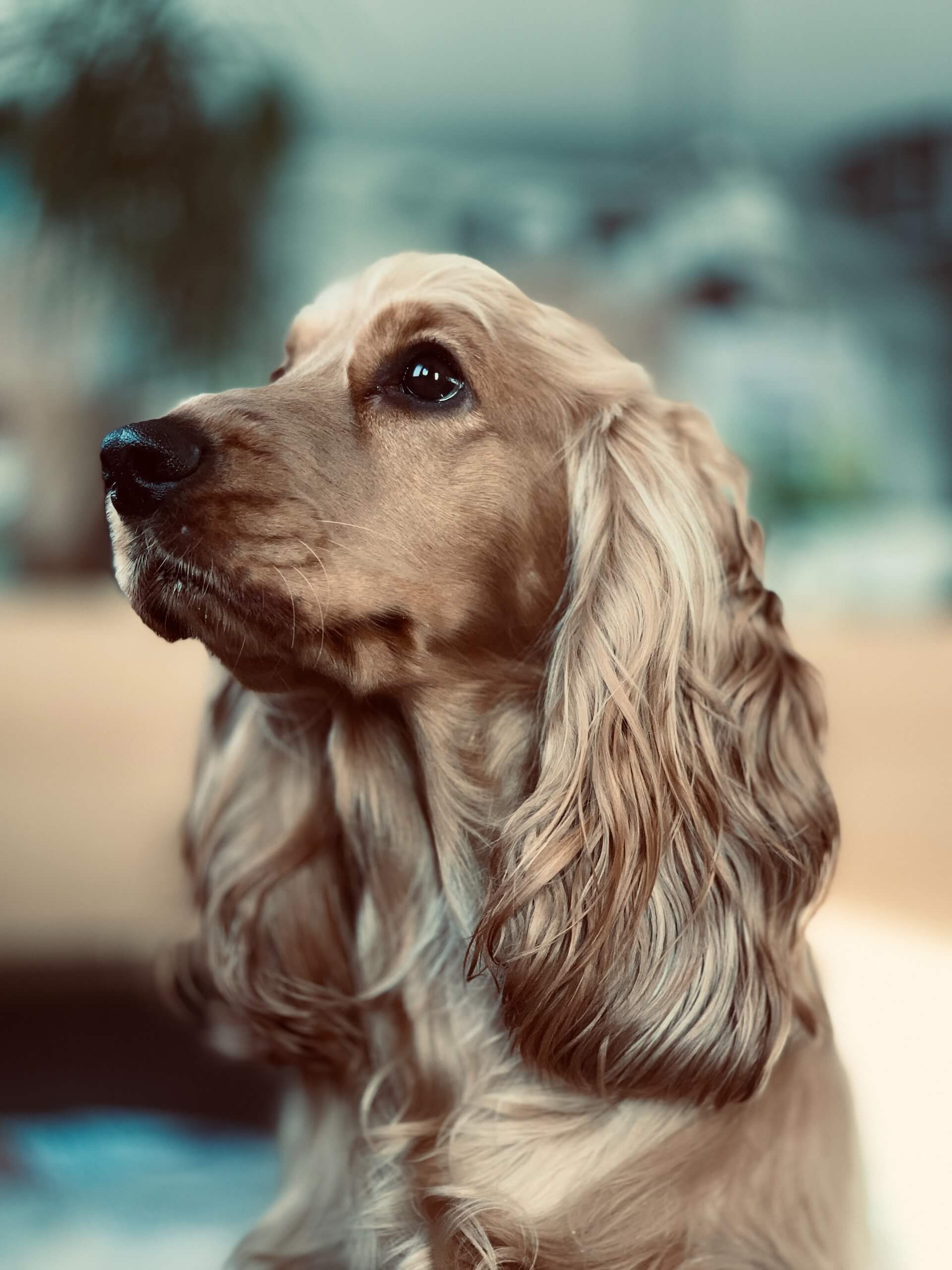 cocker spaniel dog looking ahead