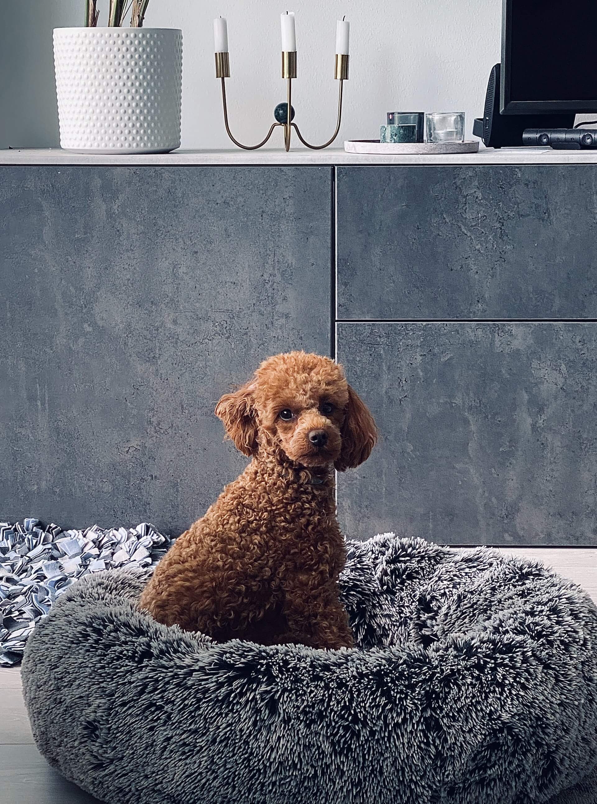 a brown poodle dog sitting on a plush grey dog bed