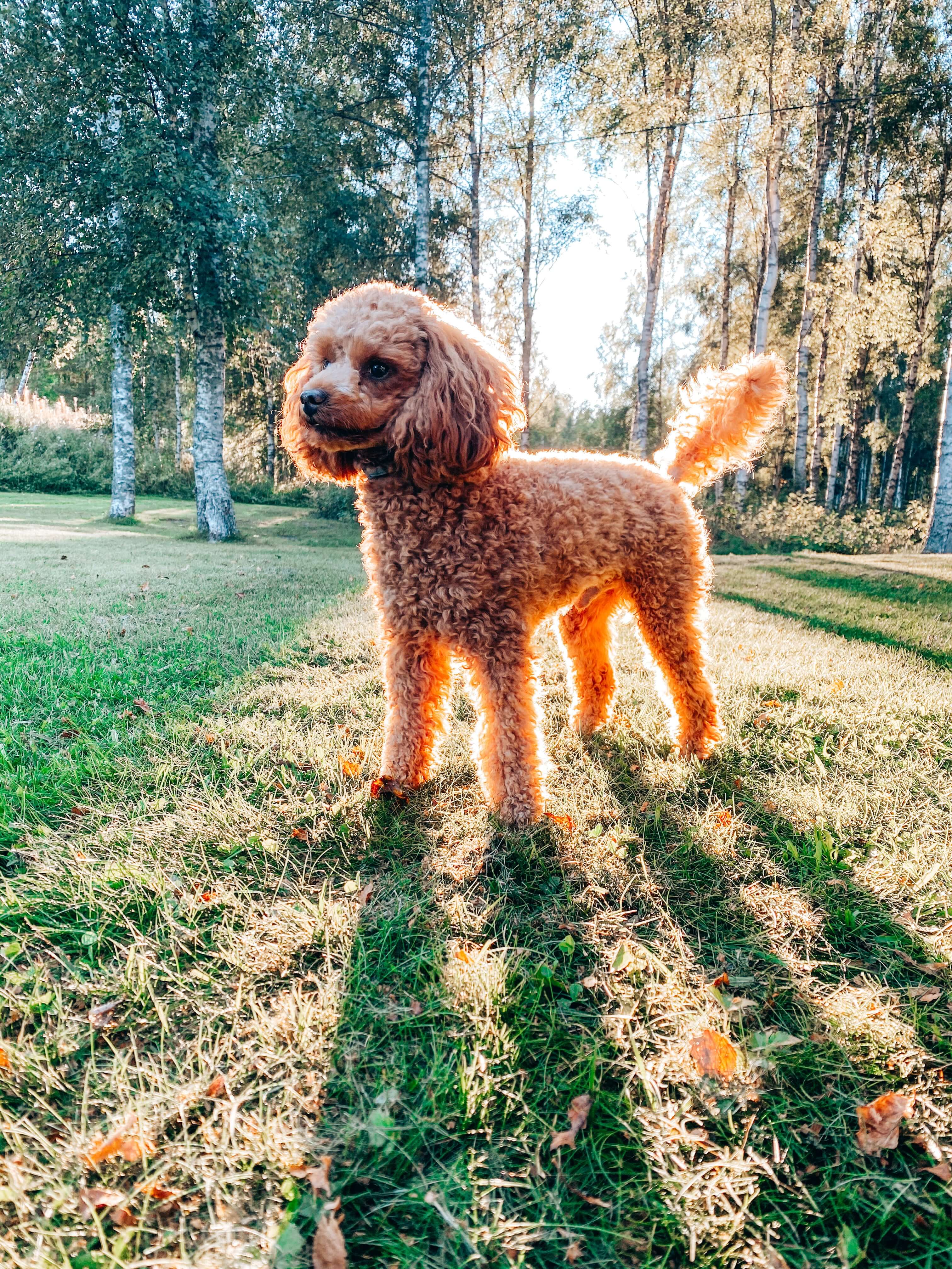 Brown poodle dog standing on the grass