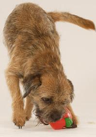 playing dog
