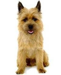 Large cairn terrier clearance
