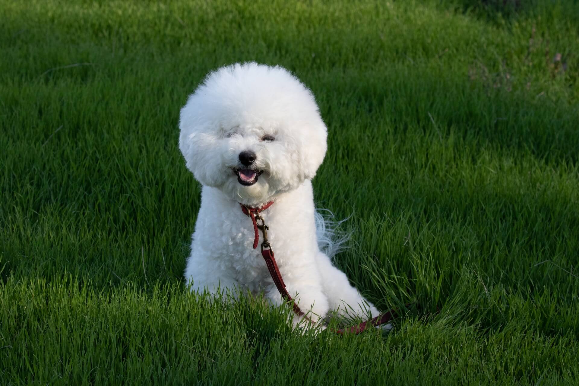 20 Of the Best Small Dogs That Make Perfect Pets PEDIGREE UK
