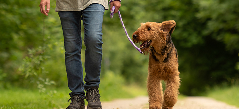 walking with dog