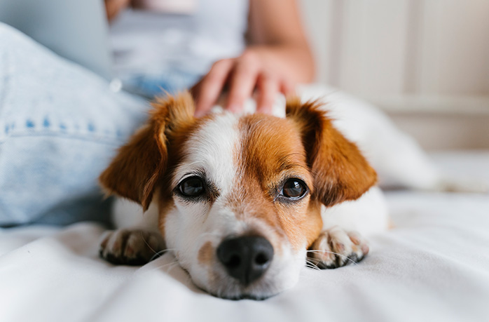 white and brown dog