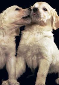 two puppy dogs
