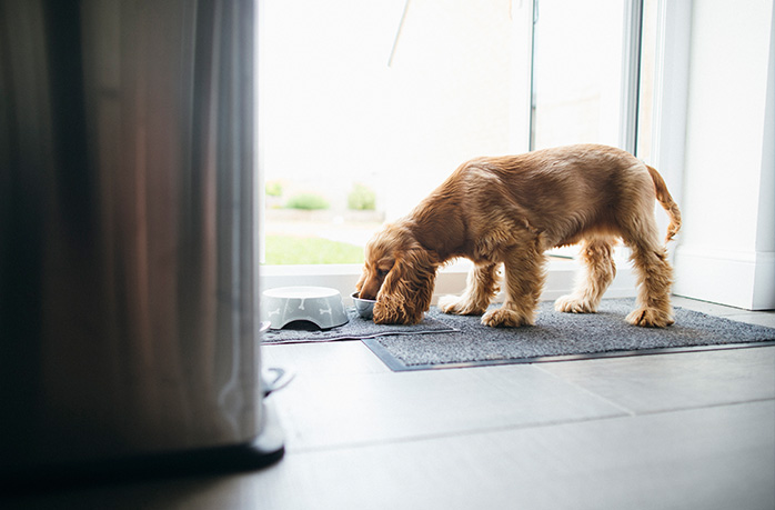 getting a dog