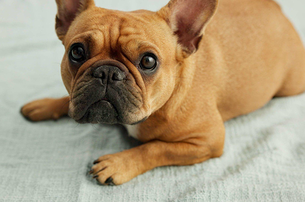 french bulldog lying down