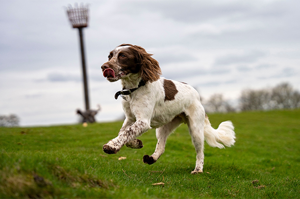 Liver and white coloured english springer spaniel