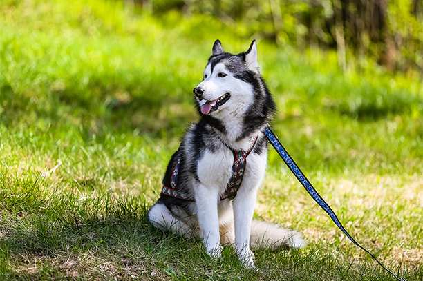 Beautiful husky dog sits on the grass in summer