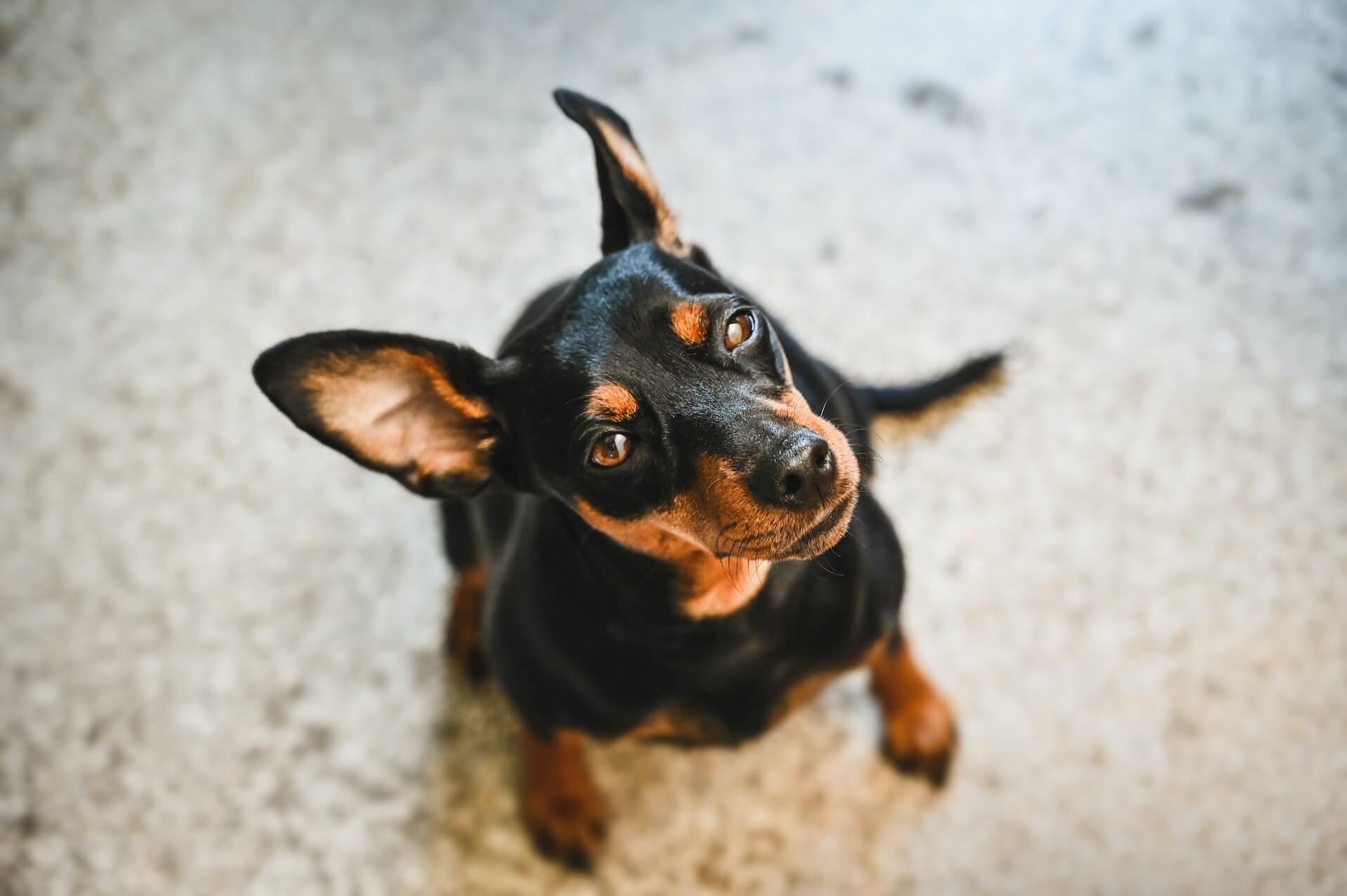 miniature pinscher close up shot