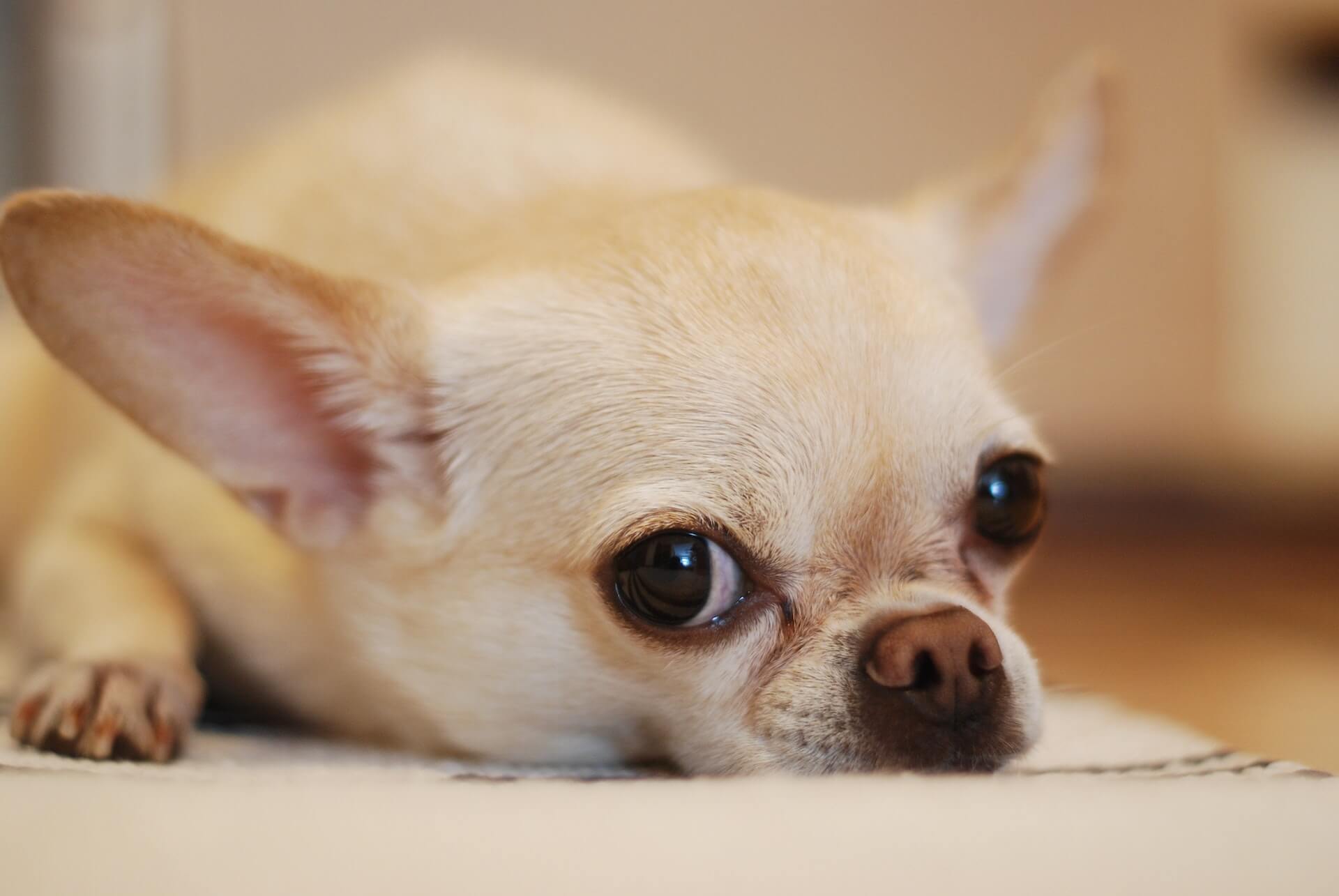 chihuahua dog lying on white carpet